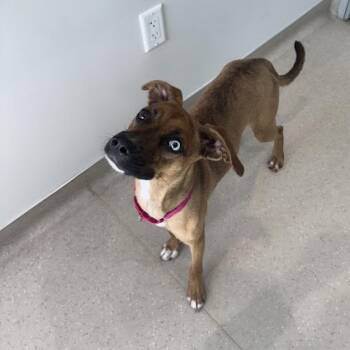 Spice -  Hound and Mixed Breed Dog Available for Adoption in Jupiter, Florida - Spice | PetCurious