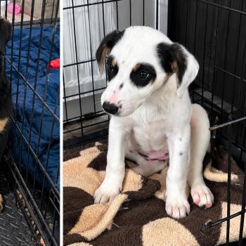 Girl on Fire -  Mixed Breed Dog for Adoption in Fredericksburg, Virginia - Girl On Fire | PetCurious