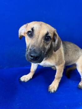 Corndog -  Mixed Breed Dog for Adoption in Ruston, Louisiana - Corndog | PetCurious