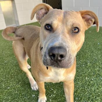 Mixed Breed Dogs Available for Adoption - Bruce | PetCurious