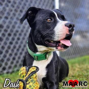 Rescue American Staffordshire Terrier and Mixed Breed Dogs for Adoption in Maryville, Tennessee - Dash | PetCurious