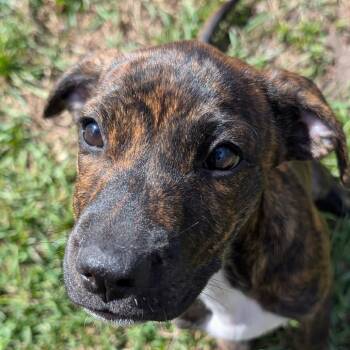 Boxer and Mixed Breed Dogs Available for Adoption in Wadena, Minnesota - Frappe | PetCurious