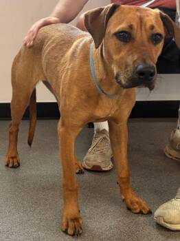 Carmen -  Mixed Breed Dog for Adoption in West Chester, Pennsylvania - Carmen | PetCurious