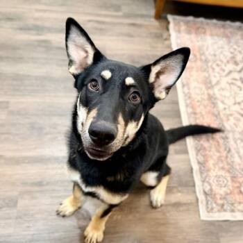 German Shepherd Dog and Australian Kelpie Dogs Available for Adoption - Lentil Lou The Loving Little Shepherd | PetCurious