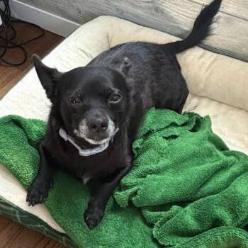 Milo (Foster) -  Chihuahua Dog for Adoption in Belleville, Illinois - Milo (Foster) | PetCurious