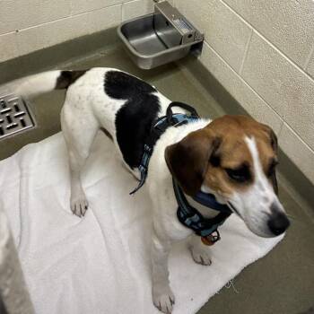 72750 -  Beagle Dog for Adoption in Harrisonburg, Virginia - 72750 | PetCurious