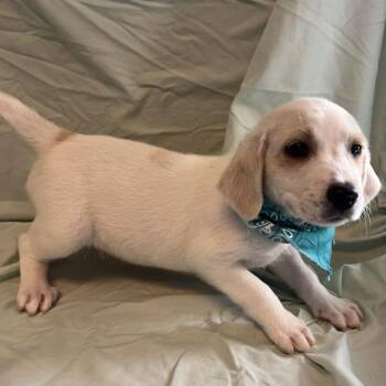 Rita -  Mixed Breed Dog for Adoption in Canal Winchester, Ohio - Rita | PetCurious