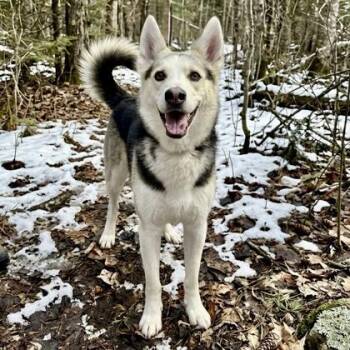 Siberian Husky and German Shepherd Dog Dogs Available for Adoption in Gwinn, Michigan - Sylo | PetCurious