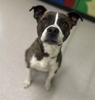 Boxer Dogs Available for Adoption in Indianapolis, Indiana - STANLEY | PetCurious