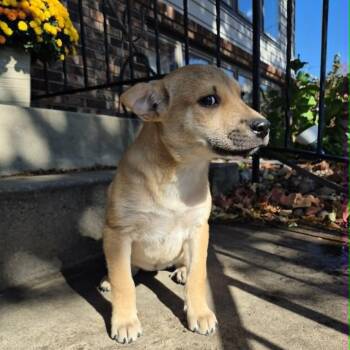Ida -  Shepherd Dog for Adoption in Minneapolis, Minnesota - Ida | PetCurious