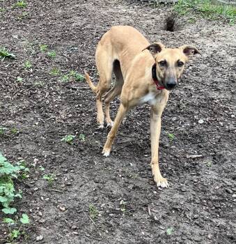 Rescue Whippet and Greyhound Dogs for Adoption in Larkfield-wikiup, California - Robin | PetCurious