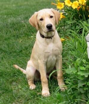 Cooper -  Labrador Retriever Dog for Adoption in Crown Point, Indiana - Cooper | PetCurious