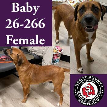 Beagle Dogs Available for Adoption in Georgetown, Kentucky - Baby | PetCurious