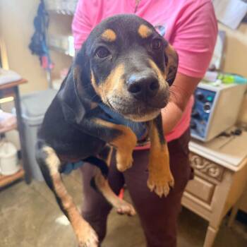 Vader -  Mixed Breed Dog for Adoption in Corinth, Mississippi - Vader | PetCurious
