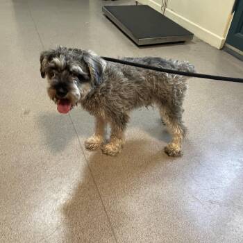 Spaghetti-O -  Miniature Schnauzer Dog for Adoption in Pasadena, California - Spaghetti-O | PetCurious