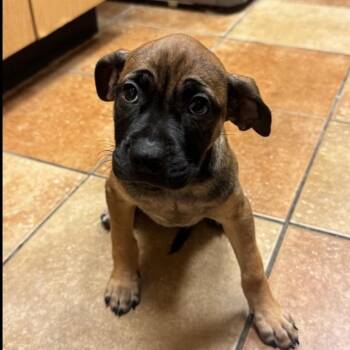 FWT Mocha -  Mixed Breed Dog for Adoption in Midland, Texas - FWT Mocha | PetCurious