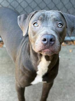 Kaleb -  Pit Bull Terrier Dog for Adoption in Chicago, Illinois - Kaleb | PetCurious