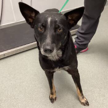 Rescue Australian Cattle Dog Blue Heeler Dogs for Adoption in Abilene, Texas - Ness | PetCurious