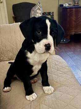 Boxer and Flat Coated Retriever Dogs Available for Adoption - Molly | PetCurious