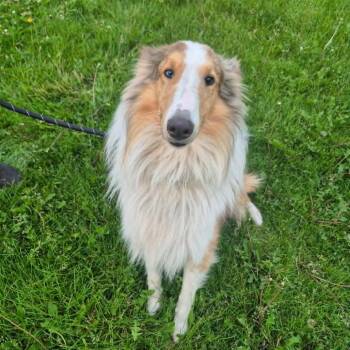 Collie Dogs Available for Adoption in Boone, Iowa - Broccollie | PetCurious