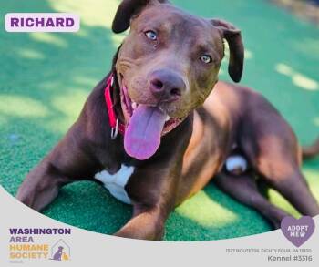 Richard -  Pit Bull Terrier and Chocolate Labrador Retriever Dog for Adoption in Eighty Four, Pennsylvania - Richard | PetCurious