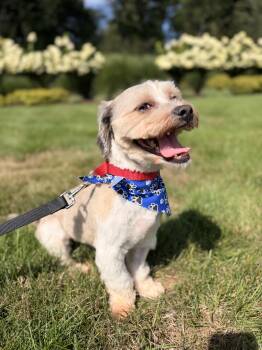 Leo -  Havanese and Shih Tzu Dog for Adoption in Thornwood, New York - Leo | PetCurious