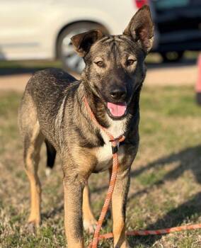 Shepherd and Terrier Dogs Available for Adoption - Dutch | PetCurious