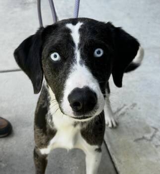Scout -  Catahoula Leopard Dog Dog for Adoption in Washington, District Of Columbia - Scout | PetCurious