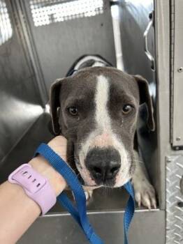 Terrier and Mixed Breed Dogs Available for Adoption - Mother Gooseberry | PetCurious