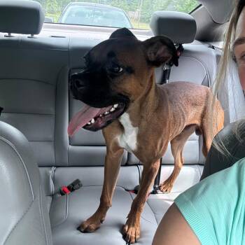 Fire Hydrant -  Boxer and Mixed Breed Dog for Adoption in Greensboro, North Carolina - Fire Hydrant | PetCurious