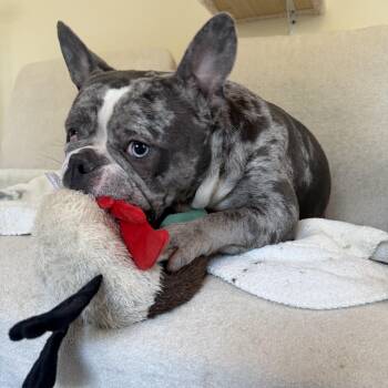 French Bulldog and English Bulldog Dogs Available for Adoption in Portland, Oregon - Tokyo- A Courtesy Listing, Not Available From NWAC | PetCurious