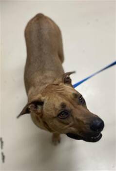 Rescue German Shepherd Dog and Labrador Retriever Dogs for Adoption in Aliquippa, Pennsylvania - ATHENA | PetCurious