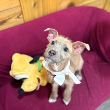 Cairn Terrier and Chihuahua Dogs Available for Adoption in Friendswood, Texas - Chocolate Chip FKA Stumpy | PetCurious