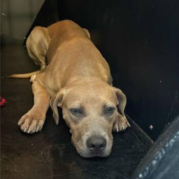Daystar -  Terrier and Mixed Breed Dog for Adoption in St. Louis, Missouri - Daystar | PetCurious