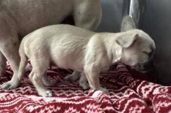 61804164 -  French Bulldog and Terrier Dog for Adoption in El Paso, Texas - 61804164 | PetCurious