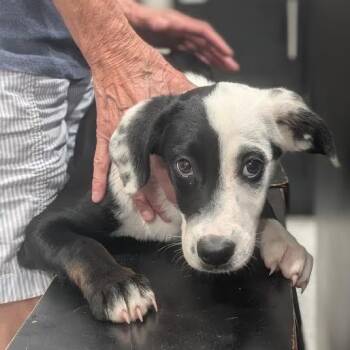 Perdita -  Boxer and Mixed Breed Dog for Adoption in Smithville, Tennessee - Perdita | PetCurious