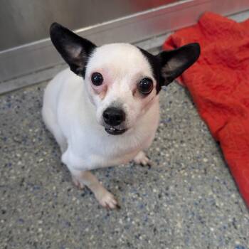 Chihuahua Dogs Available for Adoption - Kahlua | PetCurious