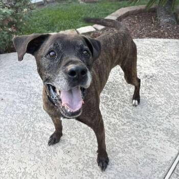 Major -  Mastiff Dog for Adoption in Pearland, Texas - Major | PetCurious