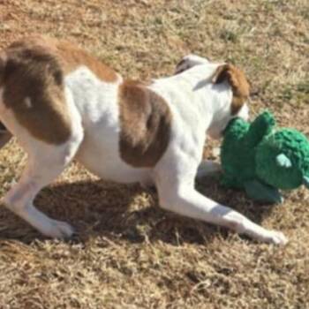 Pit Bull Terrier Dogs Available for Adoption - Moe | PetCurious