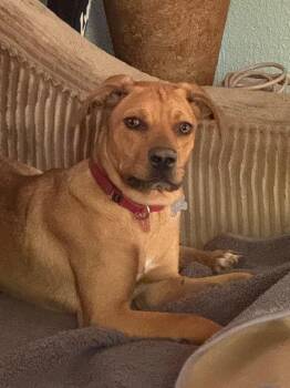 Mixed Breed Dogs Available for Adoption in Taycheedah, Wisconsin - Zara | PetCurious