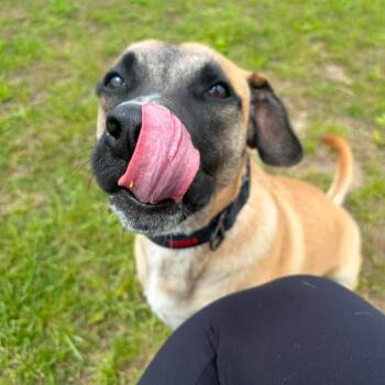 Cattle Dog and Border Collie Dogs Available for Adoption in Monticello, Iowa - Lloyd | PetCurious