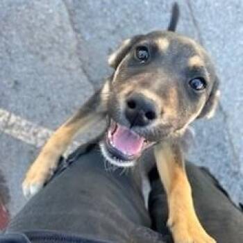 Shepherd and Husky Dogs Available for Adoption - Mocha | PetCurious