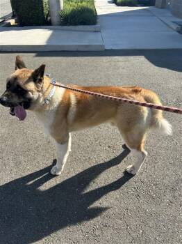 Akita Dogs Available for Adoption - Duffman | PetCurious