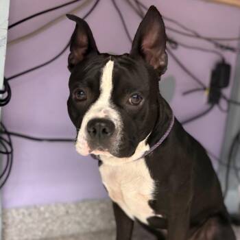 Darwin -  Boston Terrier and Mixed Breed Dog for Adoption in Manhattan, Kansas - Darwin | PetCurious