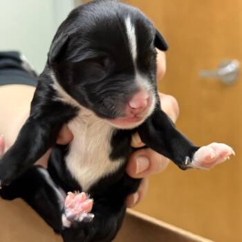 Australian Shepherd and Mixed Breed Dogs Available for Adoption in Kingsley, Kentucky - Elton | PetCurious