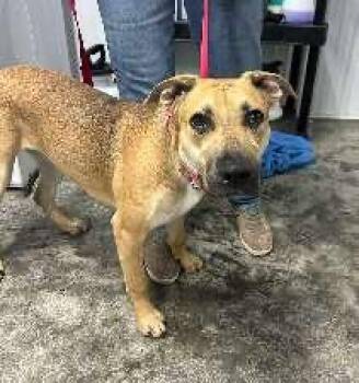 Chelsea -  Shar Pei Dog for Adoption in Scottsburg, Indiana - Chelsea | PetCurious