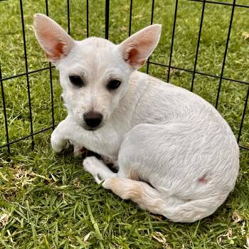 Rescue Chihuahua Dogs for Adoption in San Diego, California - Kiri | PetCurious