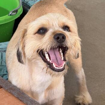 Howie -  Lhasa Apso and Shih Tzu Dog for Adoption in Hondo, Texas - Howie | PetCurious
