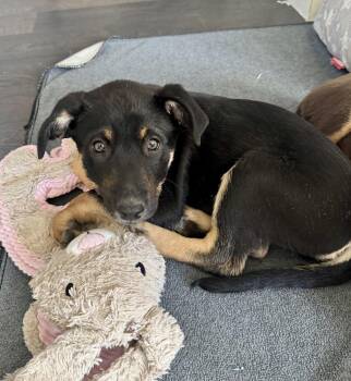 Australian Cattle Dog Blue Heeler and Shepherd Dogs Available for Adoption in Lafayette, Colorado - Billie | PetCurious