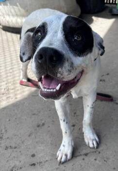 Rebel -  Mixed Breed Dog for Adoption in Savannah, Georgia - Rebel | PetCurious